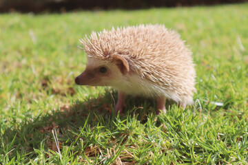 baby hedgehog in the grass