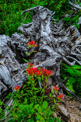 0000314 Beautiful Indian paint brush wildflower contrasts against a grey dead tree stump 5040