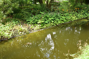 Petit bassin au jardin d'eau