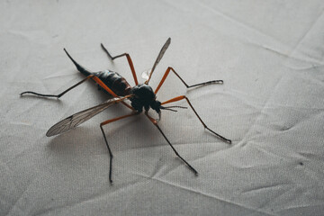 Micro Photography: Ctenophora (Dictenidia) Big scary mosquito on a white background. Pectinicornis (Tipulidae) An endangered insect species.