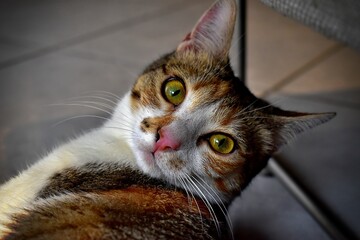 Ginger