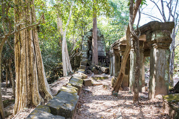 Beng Mealea temple ruins and banyan tree, the Angkor Wat style located east of the main group of temples at Angkor, Siem Reap, Cambodia.