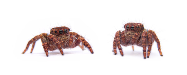 jumping spider isolated on white background.