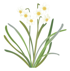 Japanese style vector Daffodils