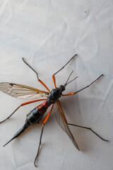 Micro Photography: Ctenophora (Dictenidia) Big scary mosquito on a white background. Pectinicornis (Tipulidae) An endangered insect species. Vertical photo