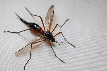 Micro Photography: Ctenophora (Dictenidia) Big scary mosquito on a white background. Pectinicornis (Tipulidae) An endangered insect species.