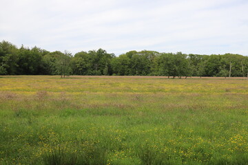 Fototapeta premium Beautiful blue with white clouds sky over a field of wild flowers like buttercups. At the edge of the field is a forest edge.