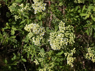 green moss on a tree