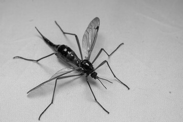 Micro Photography: Ctenophora (Dictenidia) Big scary mosquito on a white background. Pectinicornis (Tipulidae) An endangered insect species. Black and white