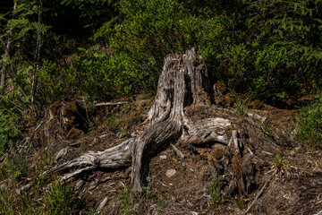 Broken tree in the middle of green leafs and plants