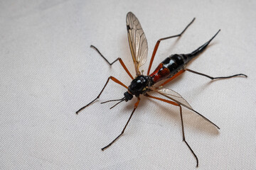 Micro Photography: Ctenophora (Dictenidia) Big scary mosquito on a white background. Pectinicornis (Tipulidae) An endangered insect species.