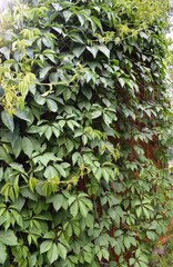 green leaves background