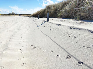 Seagull footprints on sandy Baltic beach in Germany