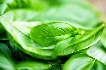Fresh organic basilic leaves on a wooden table.