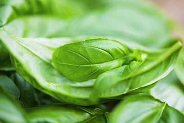 Fresh organic basilic leaves on a wooden table.