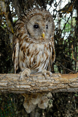 Ural owl (Strix uralensis). Primorsky Krai (Primorye), Far East, Russia.