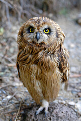 Short-eared Owl (Asio flammeus). Primorsky Krai (Primorye), Far East, Russia.