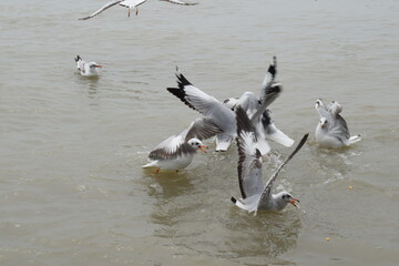 seagull birds flying at gangasagar