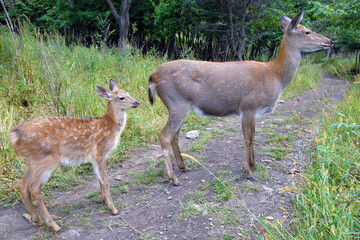 Naklejka na ściany i meble Female (doe) and calf Sika (Spotted) deer (Cervus nippon). Primorsky Krai (Primorye), Far East, Russia.
