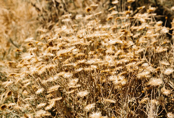 yellow dry straw flowers in summer