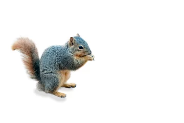 Crédence de cuisine en verre imprimé Écureuil Fox Squirrel Isolated on White Background