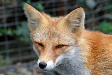 Red fox (Vulpes vulpes). Primorsky Krai (Primorye), Far East, Russia.