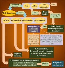 Methylxanthines and their actions in relation to body (Source of information is "Impact of coffee and cacao purine metabolites on neuroplasticity..." by  Camandola et al.)