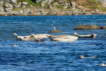Fototapeta premium Spotted seal (Phoca largha), also known as the larga seal or largha seal. Peter the Great Gulf, Sea of Japan, Primorsky Krai (Primorye), Far East, Russia.