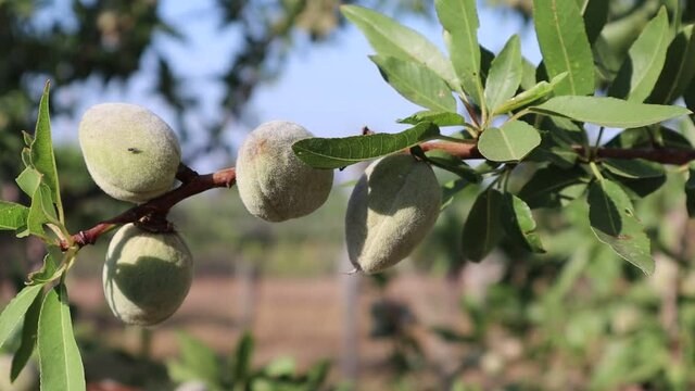 Almendras madurando en el almendro en el mes de junio
