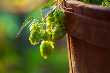 Fresh green hops on a old wooden barrel