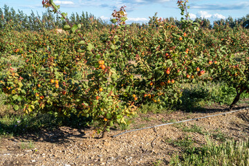 Fototapeta na wymiar Apricot field