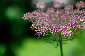 Dark Pink Queen Ann's Lace Closeup