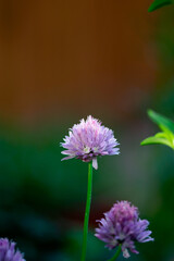 Delicate Chive Bloom
