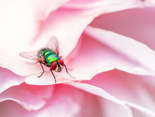 Common green bottle fly (blow fly, Lucilia sericata) on a green leaf. 