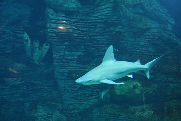 Fototapeta premium Great lone shark in the ocean great teeth,