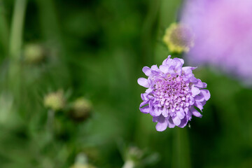 Purple Scabiosa Bloom