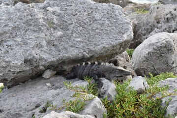 Lizzard and rocks on the beach 