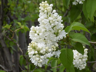 A sunny spring day. Lush inflorescences of white lilac.