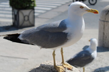 A beautiful and clean seagull is white and gray color Gray white seagull standing alone
