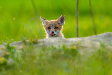 fox cub pink tongue