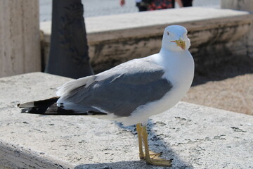 A beautiful and clean seagull is white and gray color Gray white seagull standing alone