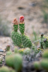 Spent Pink Cactus Flower