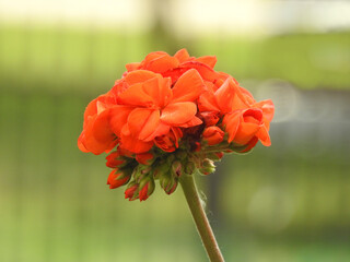 Czerwona róża z pąkami © Piotrek