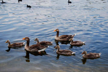 duck family swimming in the lake