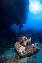 Naklejka na ściany i meble Scuba divers explores propeller of sunken shipwreck. Red sea, Egypt. 