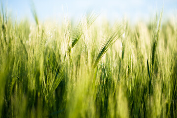 Organic green wheat. Macro image.