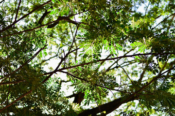 green leaves and sun