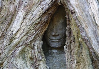Stone face sculpture in overgrown tree roots, Cambodia