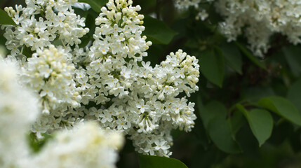
White lilac branch in the park
