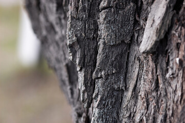 Close up an old tree bark on a background of autumn forest.